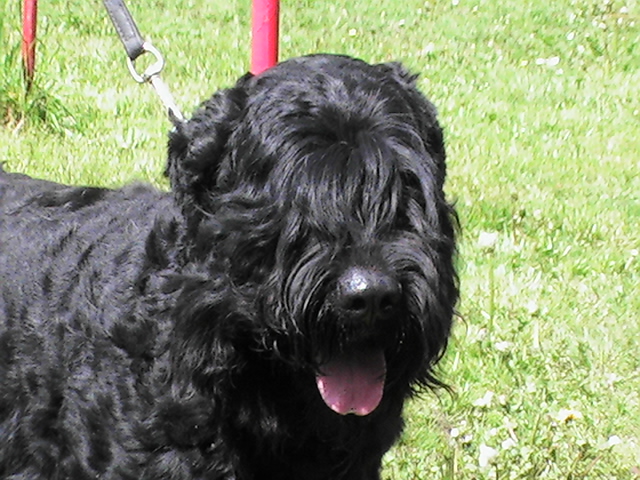 Oddy.JPG